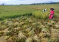 Harga Gabah Kering di  Aceh Besar Meningkat