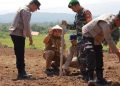 Kapolda Aceh Tanam Jagung Serentak di Seulimeum