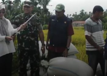 Petani Aceh Barat Daya Terpaksa Jual Gabah di Bawah HPP