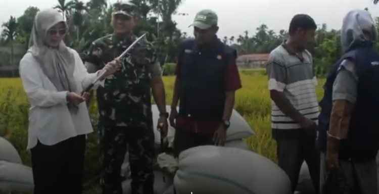 Petani Aceh Barat Daya Terpaksa Jual Gabah di Bawah HPP