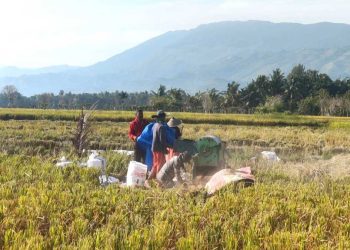 Petani Aceh Besar Keluhkan Penurunan Harga Gabah