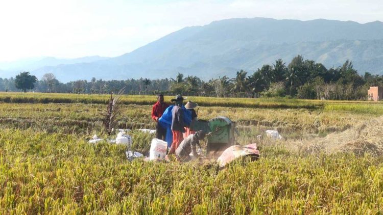 Petani Aceh Besar Keluhkan Penurunan Harga Gabah