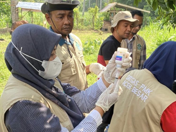 Distan Aceh Besar Laksanakan Vaksinasi 25 Ekor Ternak di Baitussalam
