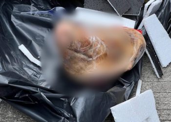 Tempo Mendapat Kiriman Kepala Babi, Pemred Bentuk Teror terhadap Kebebasan Pers