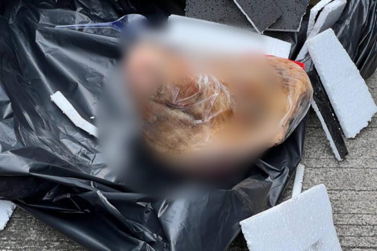 Tempo Mendapat Kiriman Kepala Babi, Pemred Bentuk Teror terhadap Kebebasan Pers