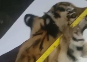 Perdagangan Ilegal Kulit Harimau Sumatra di Aceh Tengah Digagalkan, 5 Pelaku Ditangkap