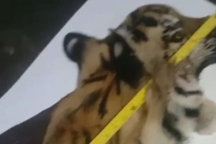 Perdagangan Ilegal Kulit Harimau Sumatra di Aceh Tengah Digagalkan, 5 Pelaku Ditangkap