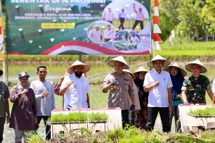 LTT Padi Aceh Naik 7,89 Persen, Mualem Sampaikan Terima Kasih ke Prabowo