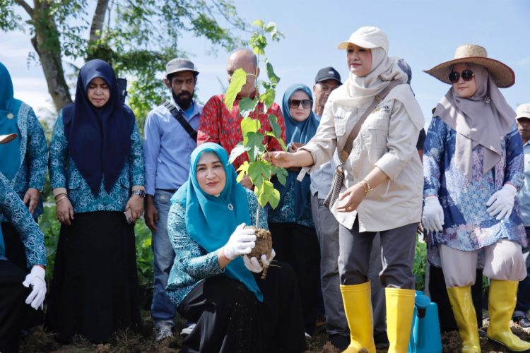 Istri Gubernur Tanam Murbei, Dorong Kebangkitan Sutra Aceh