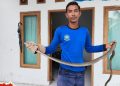 Petugas Damkar Aceh Besar Evakuasi Ular King Kobra dari Rumah Warga Jantho Makmur