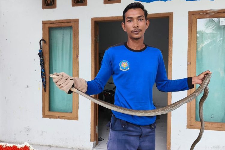 Petugas Damkar Aceh Besar Evakuasi Ular King Kobra dari Rumah Warga Jantho Makmur