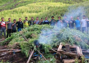 TNI dan BNN Bakar Ladang Ganja Seluas 3 Hektare di Gayo Lues