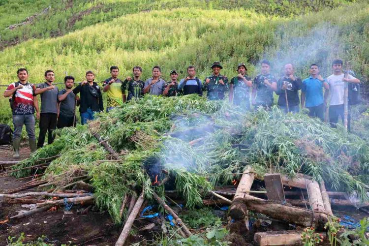 TNI dan BNN Bakar Ladang Ganja Seluas 3 Hektare di Gayo Lues