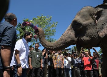 Gubernur Aceh dan Dubes Inggris Tinjau Program Konservasi Gajah di Lahan Prabowo