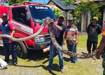 Ular Piton 6 Meter Dievakuasi Damkar BPBD Aceh Besar dari Selokan di Lhoong