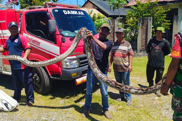 Ular Piton 6 Meter Dievakuasi Damkar BPBD Aceh Besar dari Selokan di Lhoong