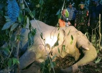 Gajah Sumatera Ditemukan Mati di Aceh Timur, Dugaan Awal Akibat Racun Rumput