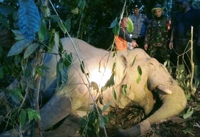 Gajah Sumatera Ditemukan Mati di Aceh Timur, Dugaan Awal Akibat Racun Rumput