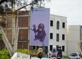 Orangutan Sumatera Kritis, Perdagangan Ilegal Masih Marak hingga Lintas Negara