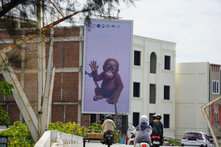 Orangutan Sumatera Kritis, Perdagangan Ilegal Masih Marak hingga Lintas Negara