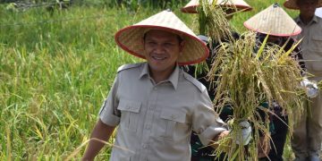 Inovasi Pertanian di Aceh Tamiang, Petani Panen Padi Lebih Cepat Hanya 72 Hari