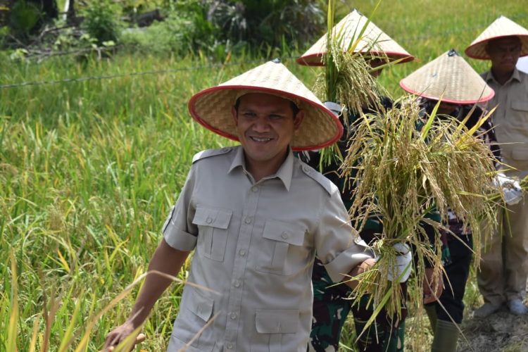 Inovasi Pertanian di Aceh Tamiang, Petani Panen Padi Lebih Cepat Hanya 72 Hari