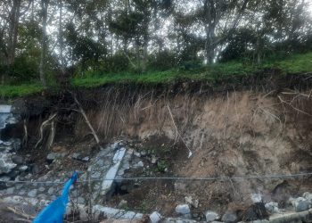 Kopi Gayo Terpukul Bencana, 12.638 Hektare Kebun Kopi di Aceh Tengah Rusak