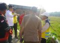 Sekda Aceh Tinjau Rehabilitasi Sawah di Aceh Timur, Pemulihan Pertanian Dikebut
