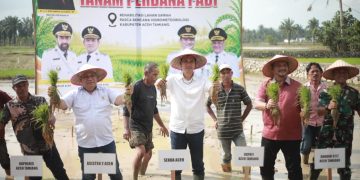 Tanam Padi Perdana Pascabencana Dimulai di Aceh Tamiang, Pemulihan 57 Ribu Hektare Sawah Dikebut