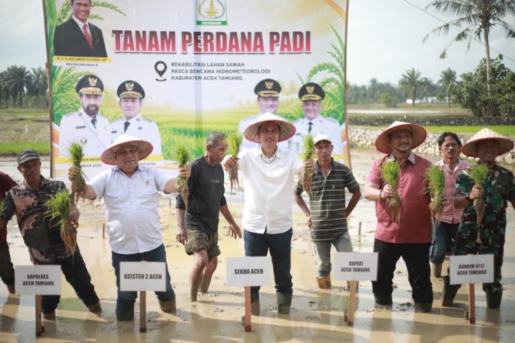 Tanam Padi Perdana Pascabencana Dimulai di Aceh Tamiang, Pemulihan 57 Ribu Hektare Sawah Dikebut