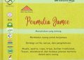 SPS Revival: Ketika Praktik Kreatif Mulai Menemukan Bentuknya