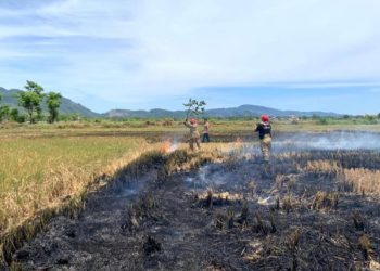 50 Bencana Terjadi di Aceh Selama Agustus 2026, Karhutla Paling Dominan
